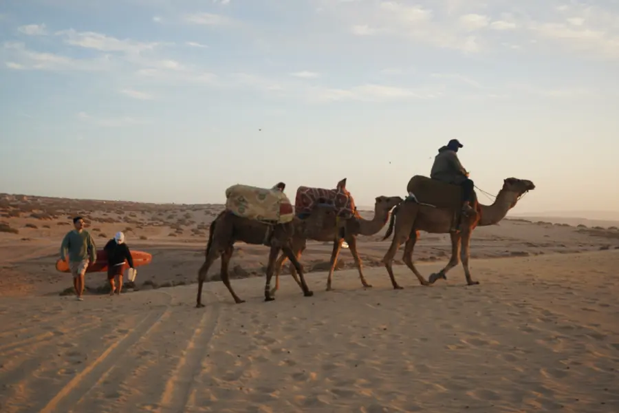 Sunset camel trek across the coastal dunes